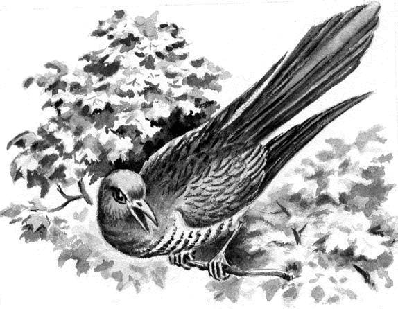 Иллюстрация к книге — Длиннохвостые разбойники [i_032.jpg]