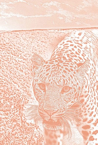 Иллюстрация к книге — Полосатая кошка, пятнистая кошка [i_003.jpg]