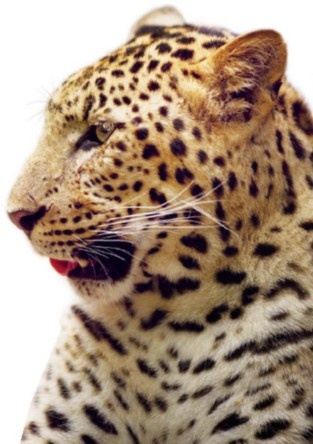 Иллюстрация к книге — Полосатая кошка, пятнистая кошка [i_005.jpg]