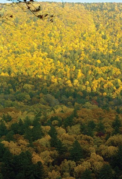 Иллюстрация к книге — Полосатая кошка, пятнистая кошка [i_009.jpg]