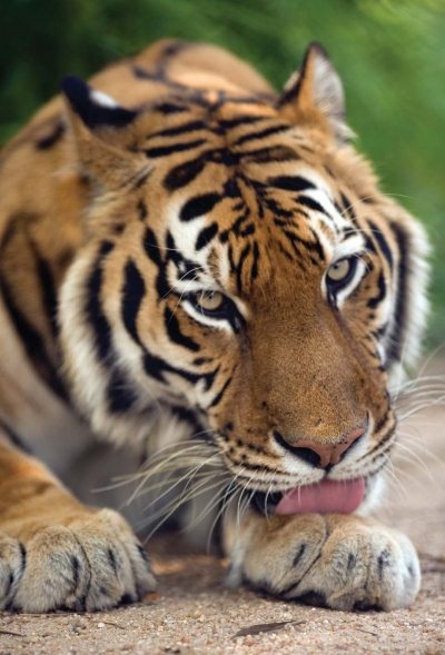 Иллюстрация к книге — Полосатая кошка, пятнистая кошка [i_012.jpg]