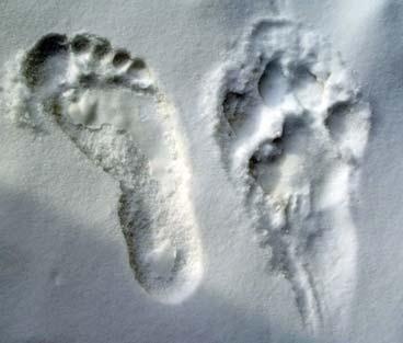 Иллюстрация к книге — Полосатая кошка, пятнистая кошка [i_016.jpg]