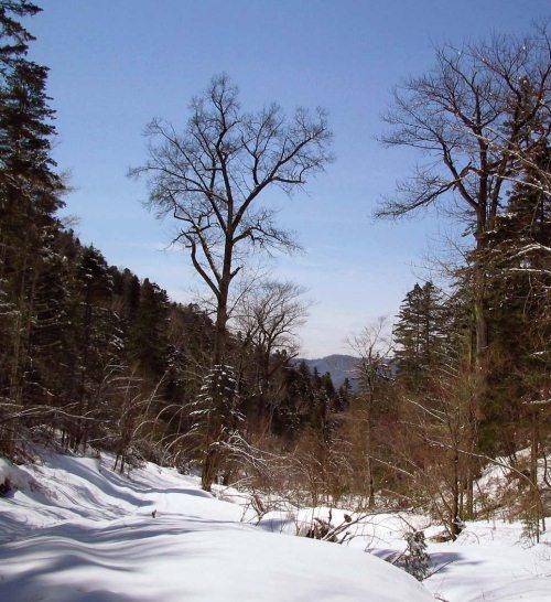 Иллюстрация к книге — Полосатая кошка, пятнистая кошка [i_020.jpg]