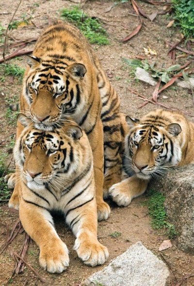 Иллюстрация к книге — Полосатая кошка, пятнистая кошка [i_022.jpg]