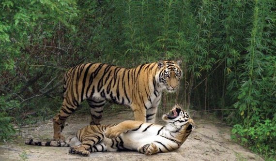 Иллюстрация к книге — Полосатая кошка, пятнистая кошка [i_023.jpg]