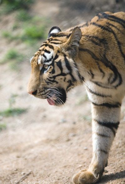 Иллюстрация к книге — Полосатая кошка, пятнистая кошка [i_028.jpg]