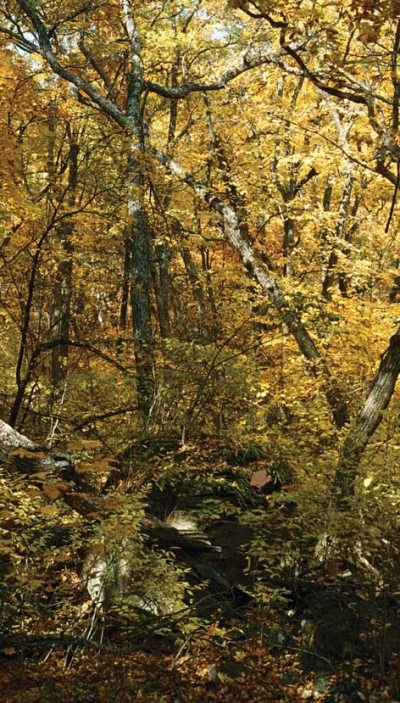 Иллюстрация к книге — Полосатая кошка, пятнистая кошка [i_030.jpg]