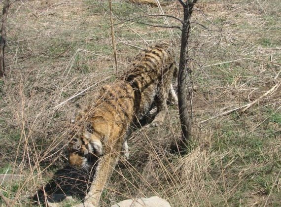 Иллюстрация к книге — Полосатая кошка, пятнистая кошка [i_031.jpg]