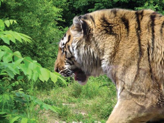 Иллюстрация к книге — Полосатая кошка, пятнистая кошка [i_033.jpg]