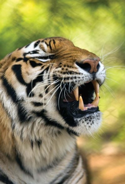 Иллюстрация к книге — Полосатая кошка, пятнистая кошка [i_034.jpg]