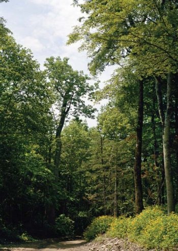 Иллюстрация к книге — Полосатая кошка, пятнистая кошка [i_041.jpg]