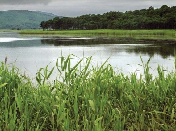 Иллюстрация к книге — Полосатая кошка, пятнистая кошка [i_044.jpg]