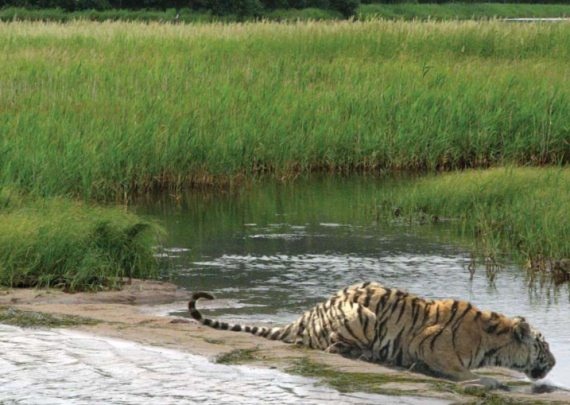 Иллюстрация к книге — Полосатая кошка, пятнистая кошка [i_045.jpg]