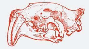 Иллюстрация к книге — Полосатая кошка, пятнистая кошка [i_046.jpg]