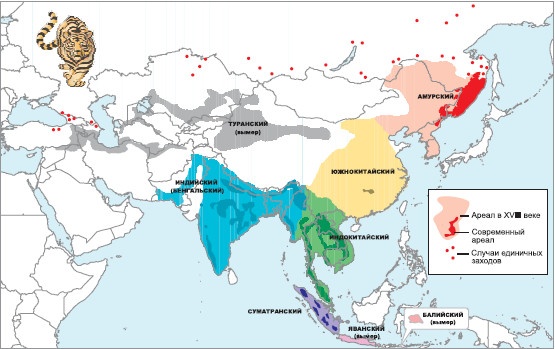 Иллюстрация к книге — Полосатая кошка, пятнистая кошка [i_049.jpg]