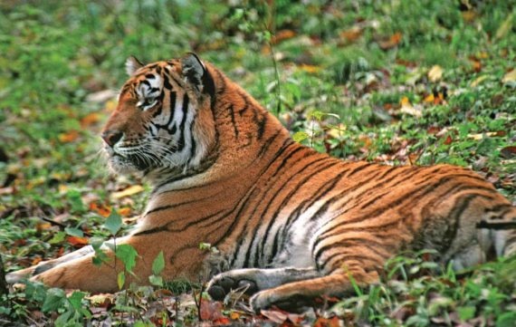 Иллюстрация к книге — Полосатая кошка, пятнистая кошка [i_052.jpg]