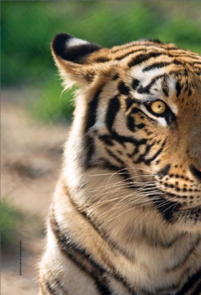 Иллюстрация к книге — Полосатая кошка, пятнистая кошка [i_061.jpg]