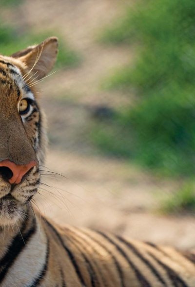 Иллюстрация к книге — Полосатая кошка, пятнистая кошка [i_062.jpg]