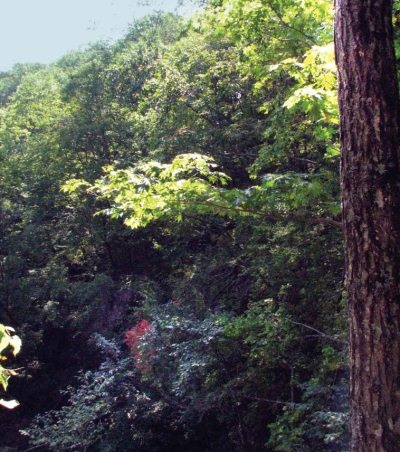 Иллюстрация к книге — Полосатая кошка, пятнистая кошка [i_063.jpg]