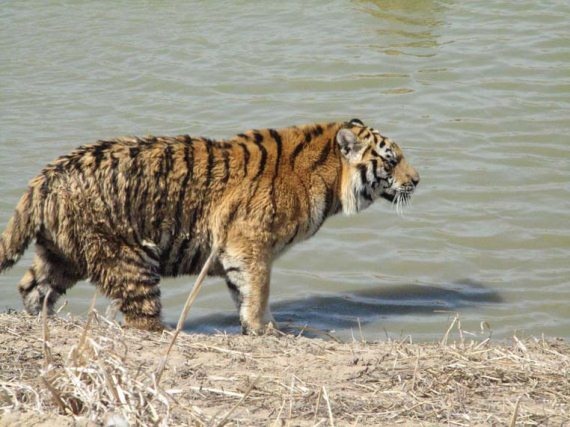 Иллюстрация к книге — Полосатая кошка, пятнистая кошка [i_064.jpg]