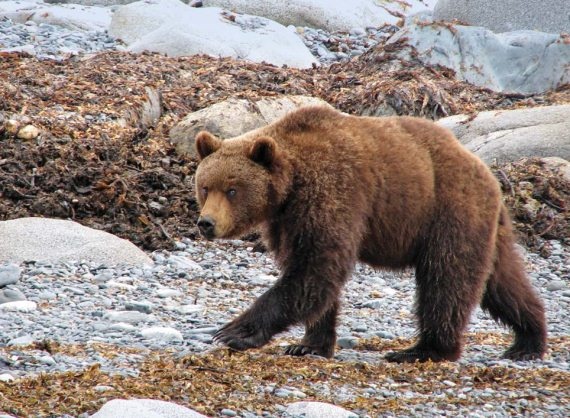 Иллюстрация к книге — Полосатая кошка, пятнистая кошка [i_065.jpg]