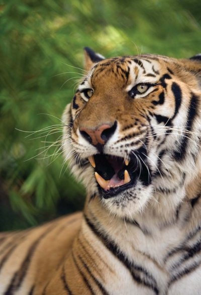 Иллюстрация к книге — Полосатая кошка, пятнистая кошка [i_068.jpg]