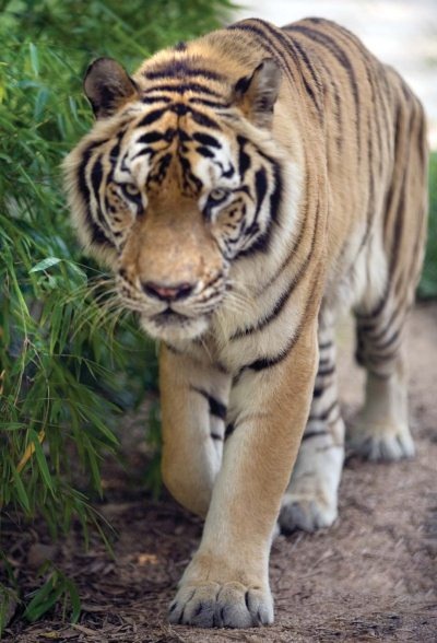 Иллюстрация к книге — Полосатая кошка, пятнистая кошка [i_082.jpg]