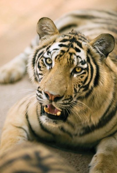 Иллюстрация к книге — Полосатая кошка, пятнистая кошка [i_087.jpg]