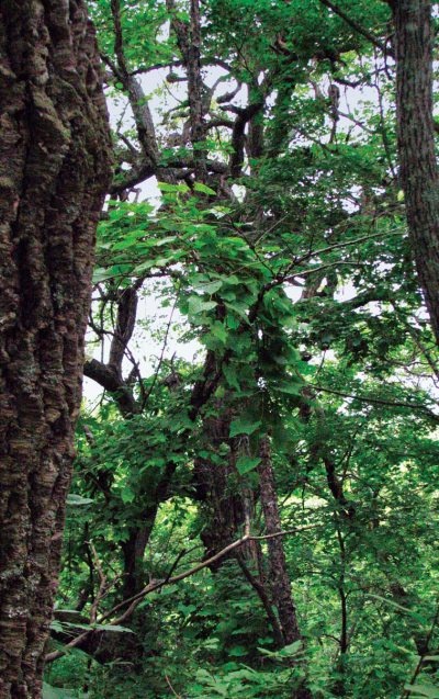 Иллюстрация к книге — Полосатая кошка, пятнистая кошка [i_110.jpg]