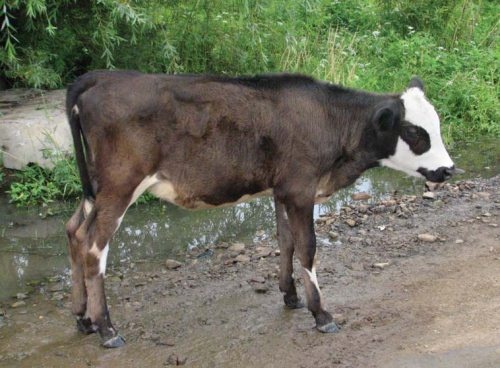 Иллюстрация к книге — Полосатая кошка, пятнистая кошка [i_114.jpg]