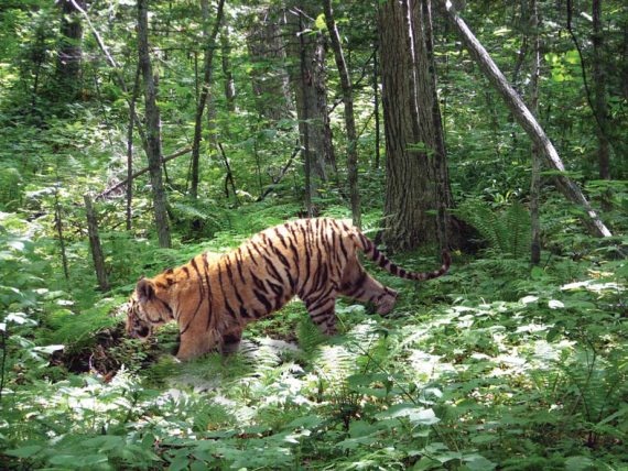 Иллюстрация к книге — Полосатая кошка, пятнистая кошка [i_115.jpg]