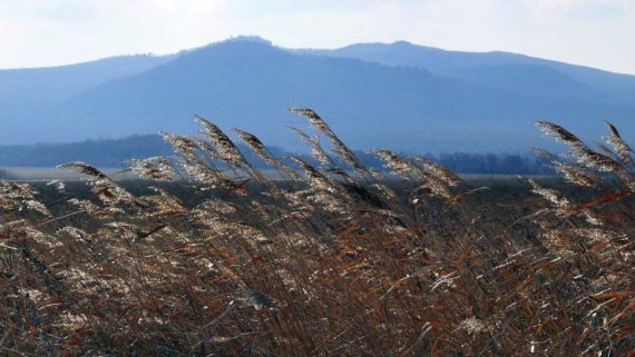 Иллюстрация к книге — Полосатая кошка, пятнистая кошка [i_119.jpg]