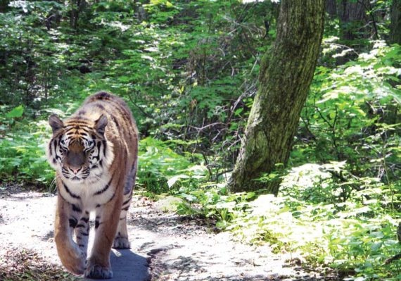 Иллюстрация к книге — Полосатая кошка, пятнистая кошка [i_121.jpg]