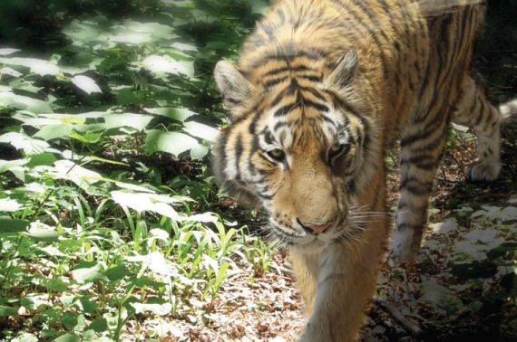 Иллюстрация к книге — Полосатая кошка, пятнистая кошка [i_123.jpg]