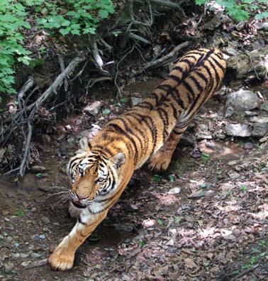 Иллюстрация к книге — Полосатая кошка, пятнистая кошка [i_128.jpg]