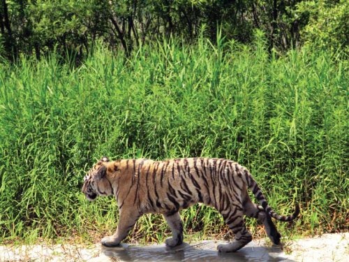 Иллюстрация к книге — Полосатая кошка, пятнистая кошка [i_132.jpg]