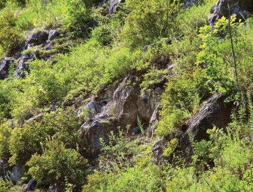 Иллюстрация к книге — Полосатая кошка, пятнистая кошка [i_133.jpg]