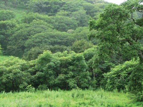 Иллюстрация к книге — Полосатая кошка, пятнистая кошка [i_135.jpg]