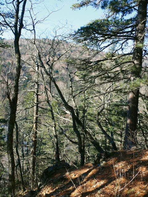 Иллюстрация к книге — Полосатая кошка, пятнистая кошка [i_139.jpg]