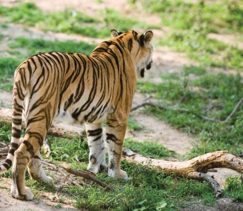 Иллюстрация к книге — Полосатая кошка, пятнистая кошка [i_145.jpg]