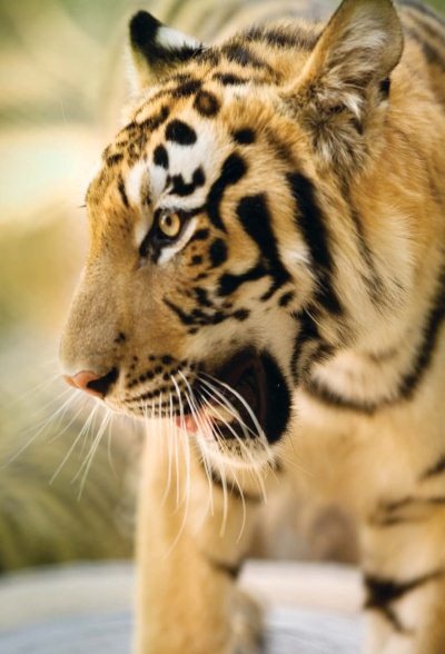 Иллюстрация к книге — Полосатая кошка, пятнистая кошка [i_146.jpg]