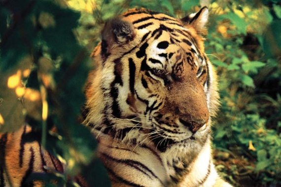 Иллюстрация к книге — Полосатая кошка, пятнистая кошка [i_147.jpg]