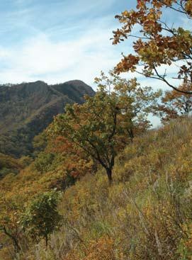 Иллюстрация к книге — Полосатая кошка, пятнистая кошка [i_149.jpg]