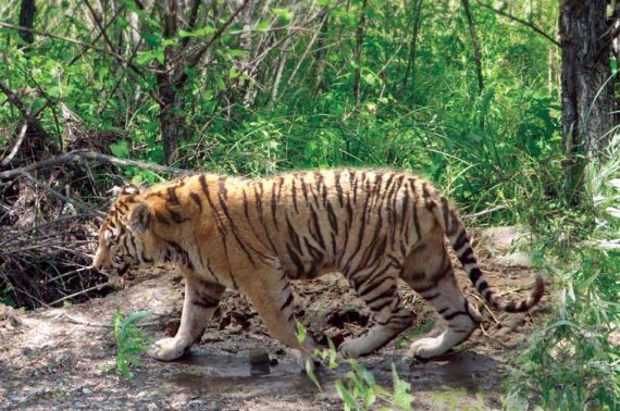 Иллюстрация к книге — Полосатая кошка, пятнистая кошка [i_153.jpg]