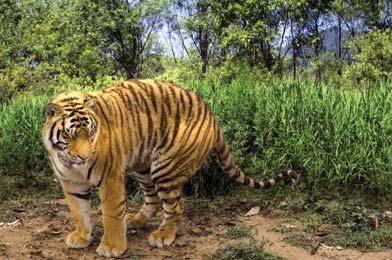 Иллюстрация к книге — Полосатая кошка, пятнистая кошка [i_159.jpg]