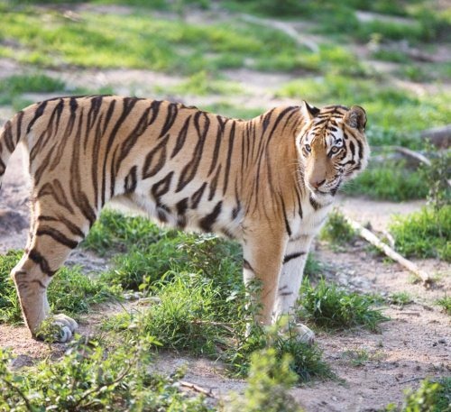 Иллюстрация к книге — Полосатая кошка, пятнистая кошка [i_161.jpg]