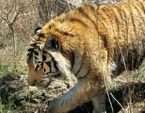 Иллюстрация к книге — Полосатая кошка, пятнистая кошка [i_162.jpg]