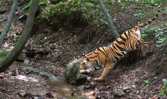 Иллюстрация к книге — Полосатая кошка, пятнистая кошка [i_165.jpg]