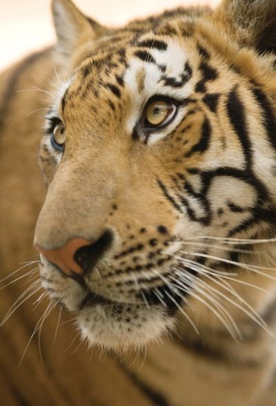 Иллюстрация к книге — Полосатая кошка, пятнистая кошка [i_167.jpg]