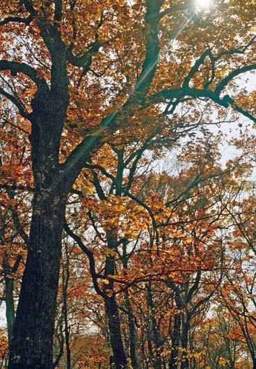 Иллюстрация к книге — Полосатая кошка, пятнистая кошка [i_169.jpg]